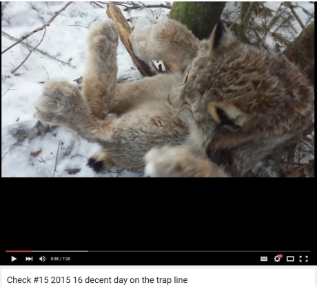 traped lynx