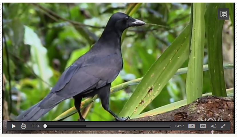 new Caledonian crow